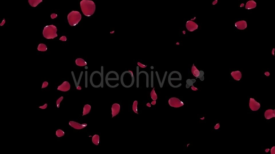 Falling Red Rose Petals Videohive 19445564 Motion Graphics Image 8
