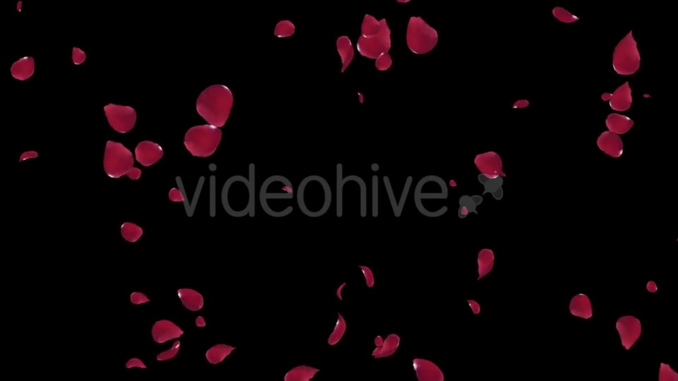 Falling Red Rose Petals Videohive 19445564 Motion Graphics Image 9