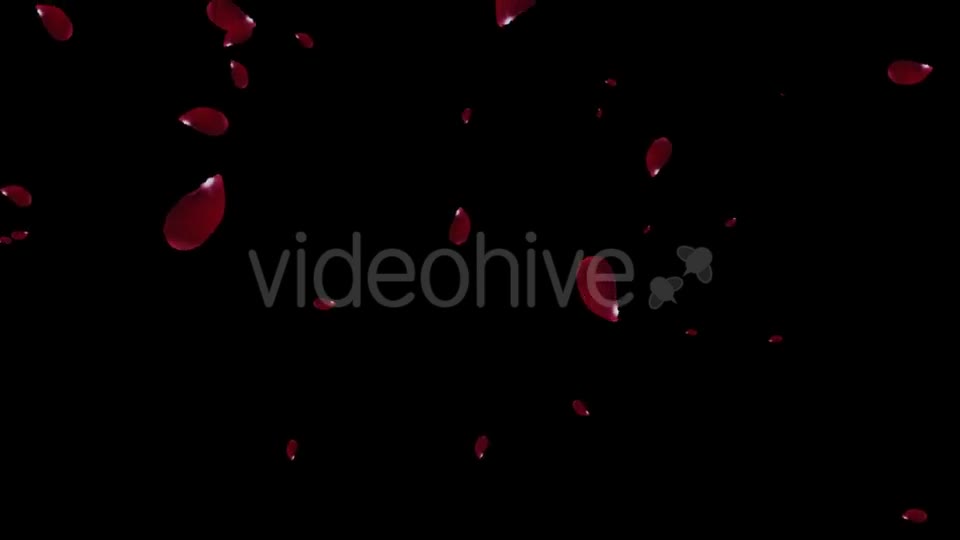 Falling Red Rose Petals Videohive 19445620 Motion Graphics Image 1