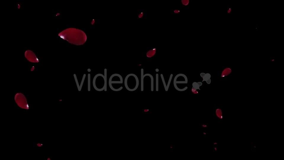 Falling Red Rose Petals Videohive 19445620 Motion Graphics Image 10