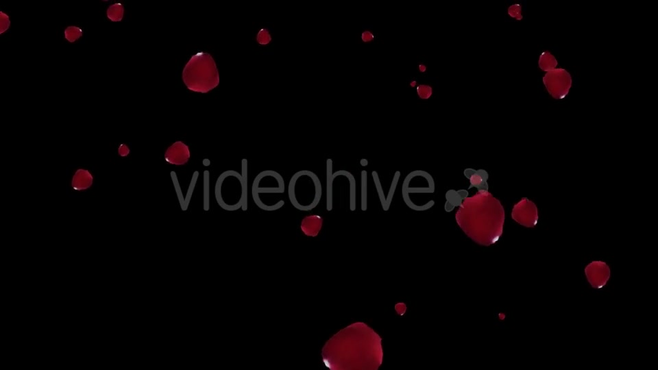 Falling Red Rose Petals Videohive 19445620 Motion Graphics Image 2