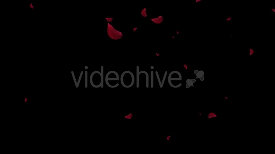 Falling Red Rose Petals Videohive 19445620 Motion Graphics Image 3