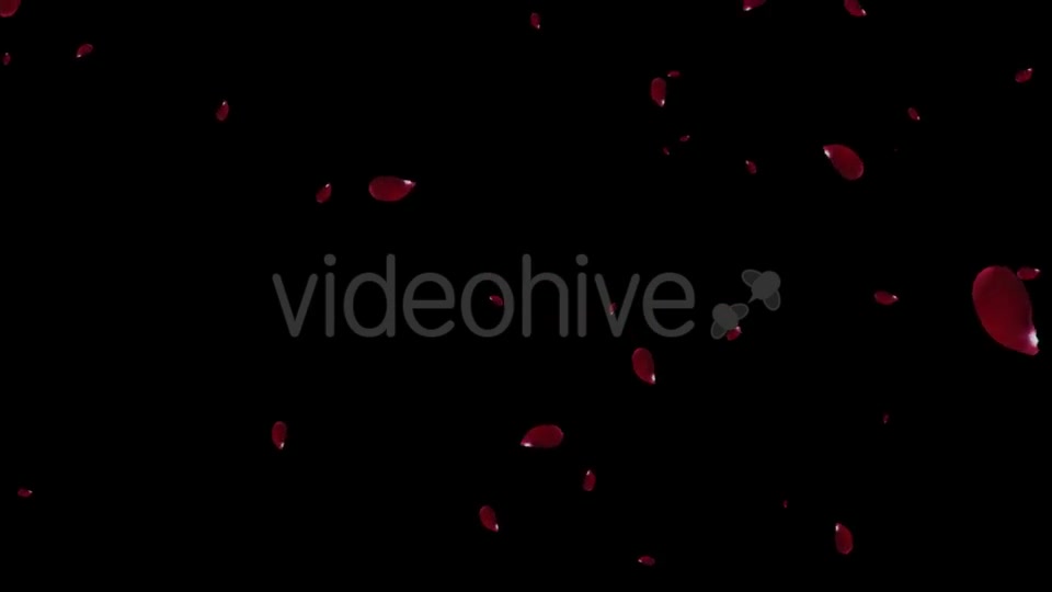 Falling Red Rose Petals Videohive 19445620 Motion Graphics Image 4