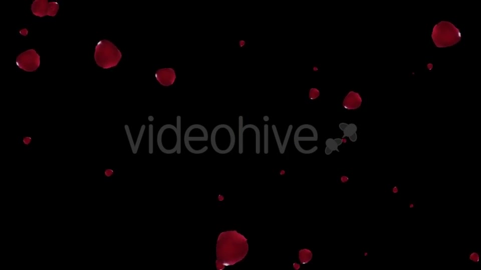 Falling Red Rose Petals Videohive 19445620 Motion Graphics Image 5