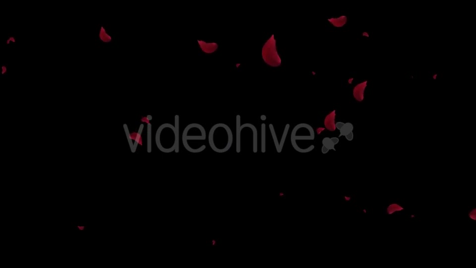 Falling Red Rose Petals Videohive 19445620 Motion Graphics Image 6
