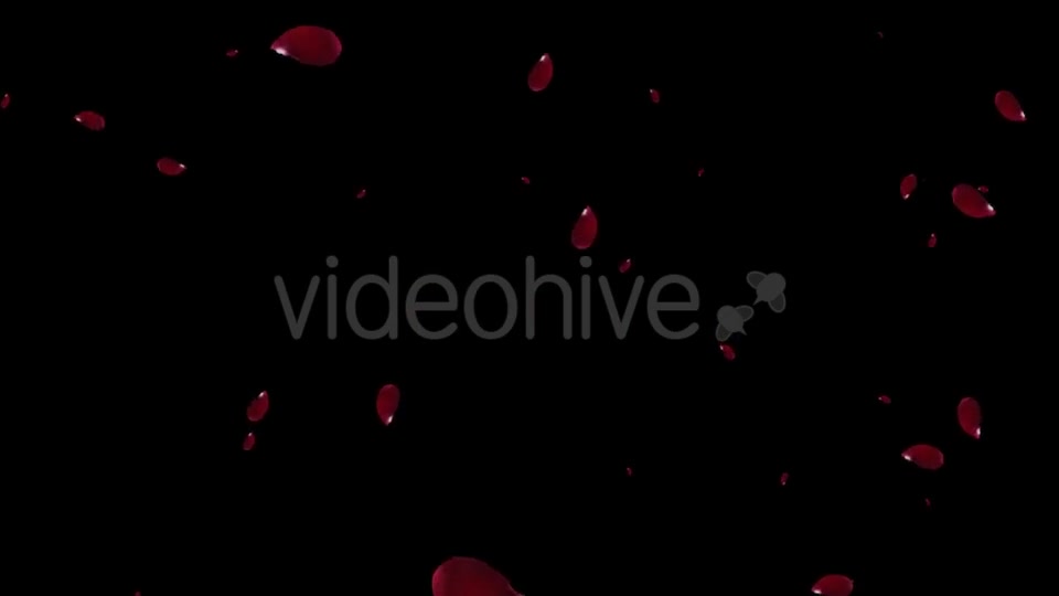 Falling Red Rose Petals Videohive 19445620 Motion Graphics Image 7