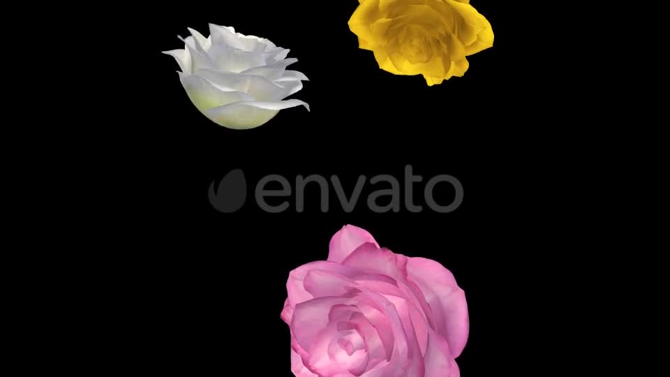 Falling Roses Multicolored Loop Close View Videohive 21683374 Motion Graphics Image 1