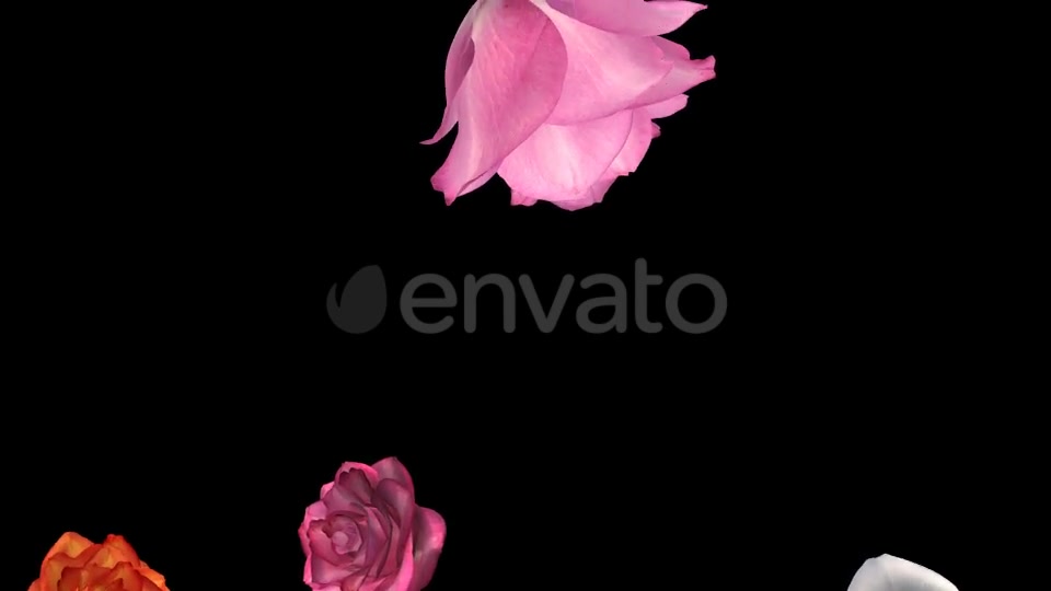 Falling Roses Multicolored Loop Close View Videohive 21683374 Motion Graphics Image 10