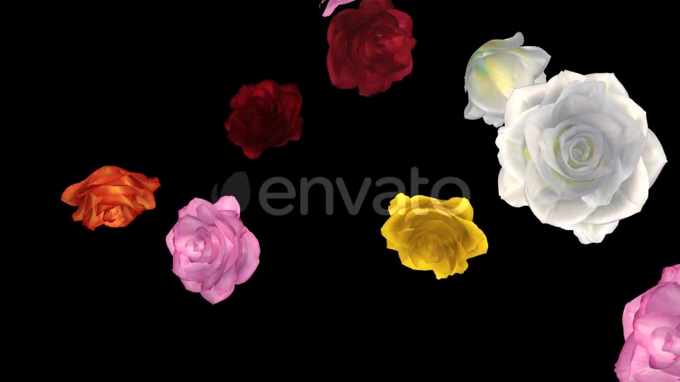Falling Roses Multicolored Loop Close View Videohive 21683374 Motion Graphics Image 3