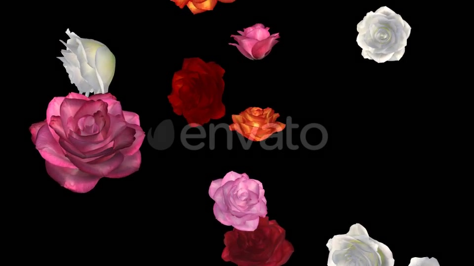 Falling Roses Multicolored Loop Close View Videohive 21683374 Motion Graphics Image 4