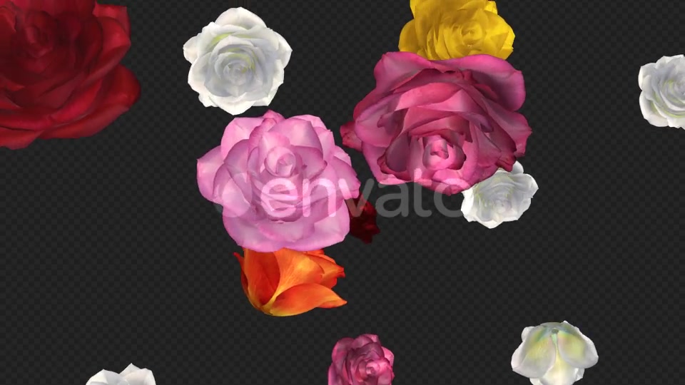 Falling Roses Multicolored Loop Close View Videohive 21683374 Motion Graphics Image 5