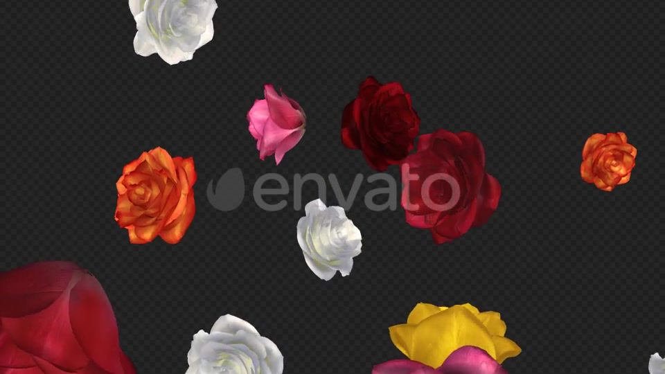 Falling Roses Multicolored Loop Close View Videohive 21683374 Motion Graphics Image 6