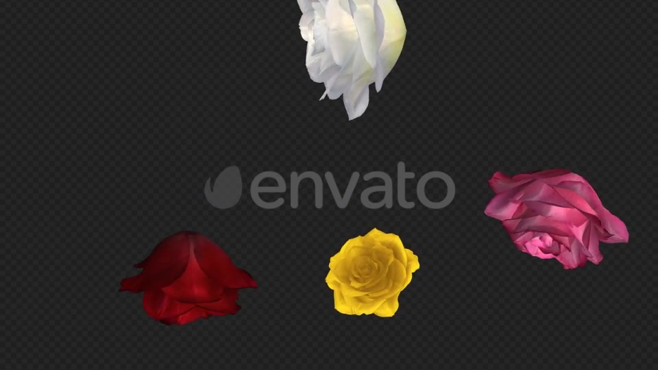 Falling Roses Multicolored Loop Close View Videohive 21683374 Motion Graphics Image 8