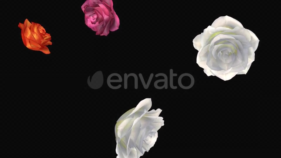 Falling Roses Multicolored Loop Close View Videohive 21683374 Motion Graphics Image 9