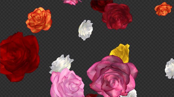 Falling Roses Multicolored Loop Close View - Videohive 21683374 Download