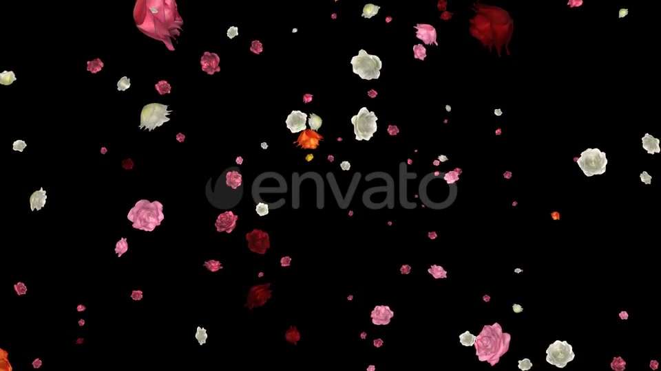 Falling Roses Multicolored Loop Videohive 21681714 Motion Graphics Image 5