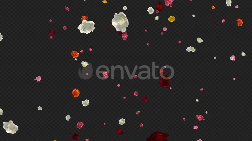 Falling Roses Multicolored Loop Videohive 21681714 Motion Graphics Image 7