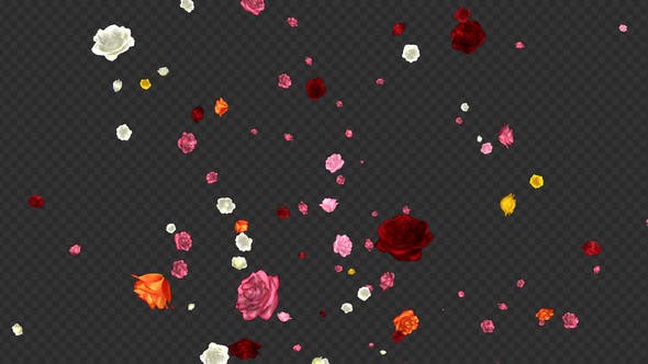 Falling Roses Multicolored Loop - Videohive 21681714 Download