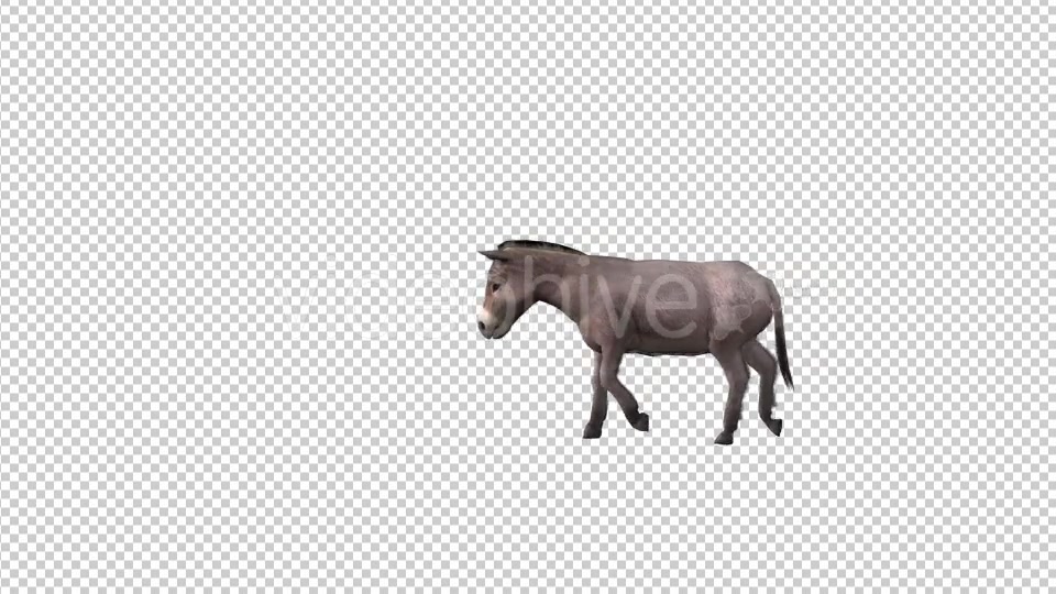 Farm Animals Donkey Videohive 19604180 Motion Graphics Image 4