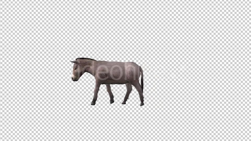 Farm Animals Donkey Videohive 19604180 Motion Graphics Image 5