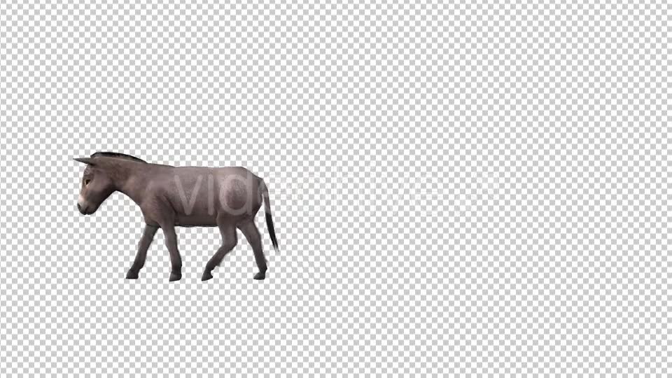 Farm Animals Donkey Videohive 19604180 Motion Graphics Image 6