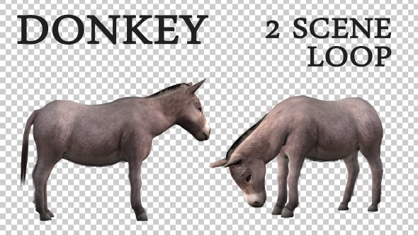 Farm Animals Donkey 2 Scene - 19605197 Videohive Download