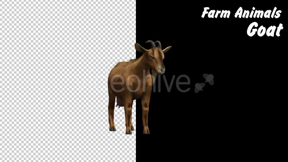 Farm Animals Goat 2 Scene Videohive 18294037 Motion Graphics Image 1