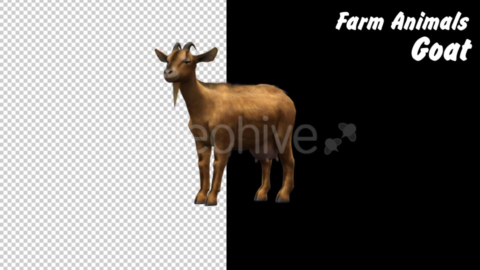 Farm Animals Goat 2 Scene Videohive 18294037 Motion Graphics Image 10