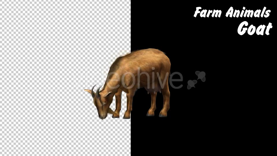 Farm Animals Goat 2 Scene Videohive 18294037 Motion Graphics Image 11