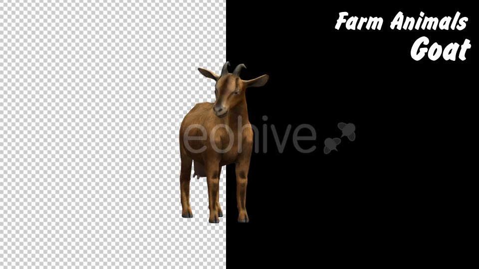 Farm Animals Goat 2 Scene Videohive 18294037 Motion Graphics Image 3