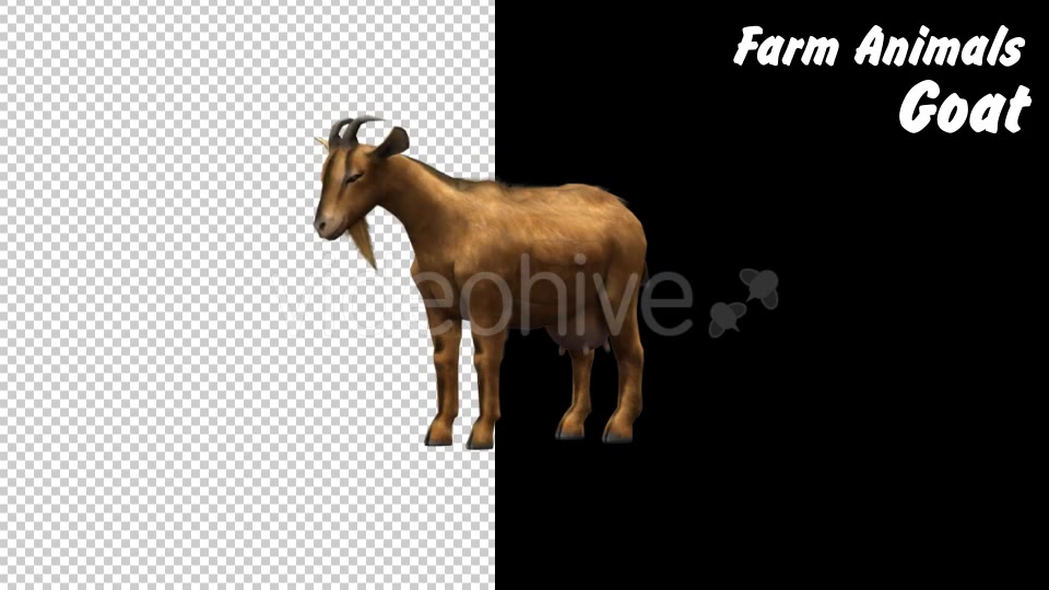 Farm Animals Goat 2 Scene Videohive 18294037 Motion Graphics Image 5