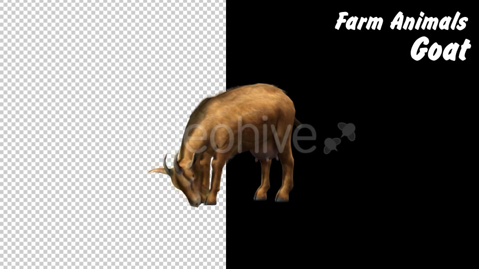 Farm Animals Goat 2 Scene Videohive 18294037 Motion Graphics Image 7