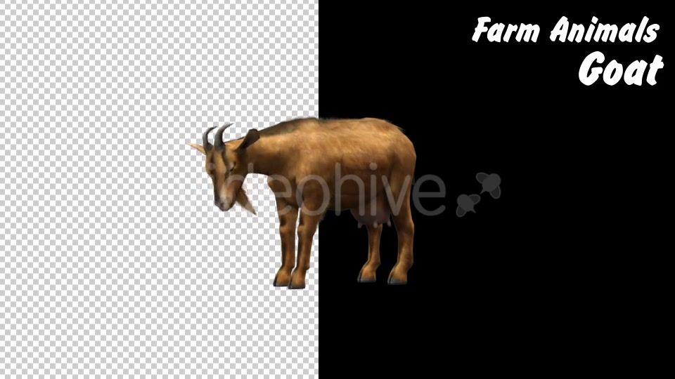 Farm Animals Goat 2 Scene Videohive 18294037 Motion Graphics Image 8