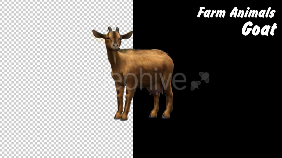 Farm Animals Goat 2 Scene Videohive 18294037 Motion Graphics Image 9