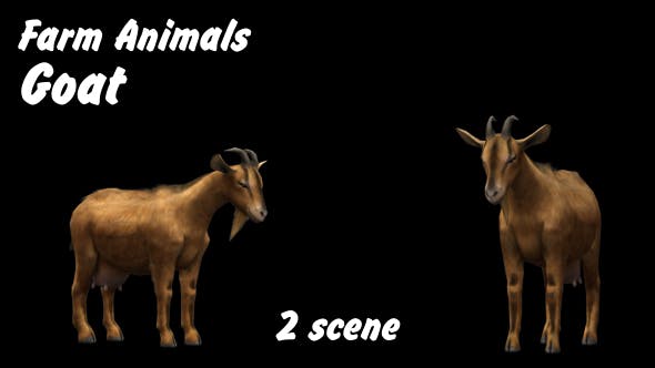 Farm Animals Goat 2 Scene - Download 18294037 Videohive