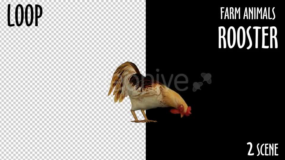 Farm Animals Rooster 2 Scene Videohive 18297432 Motion Graphics Image 1