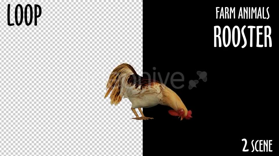 Farm Animals Rooster 2 Scene Videohive 18297432 Motion Graphics Image 2