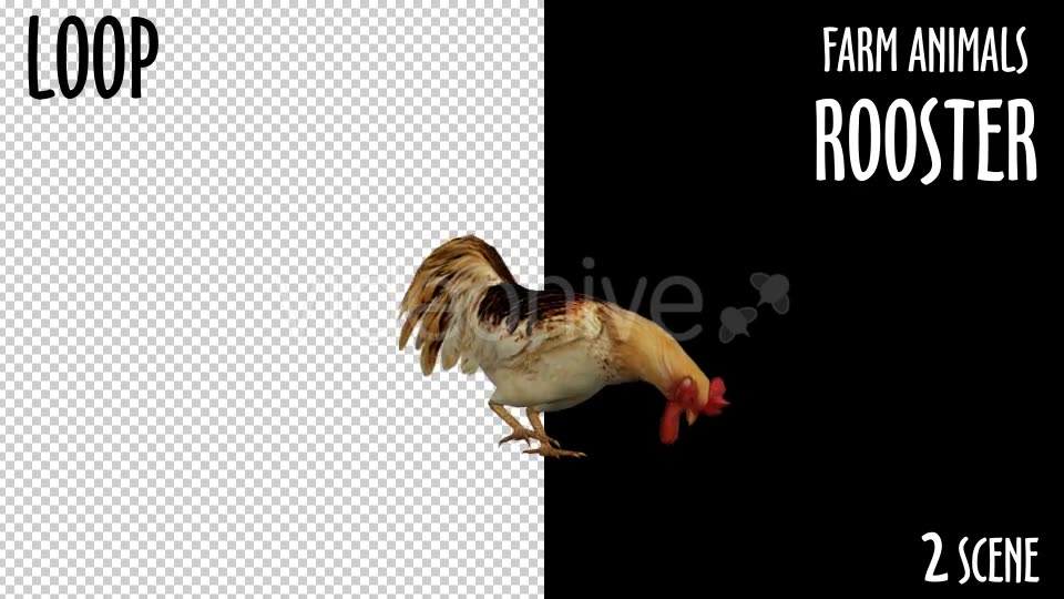 Farm Animals Rooster 2 Scene Videohive 18297432 Motion Graphics Image 3