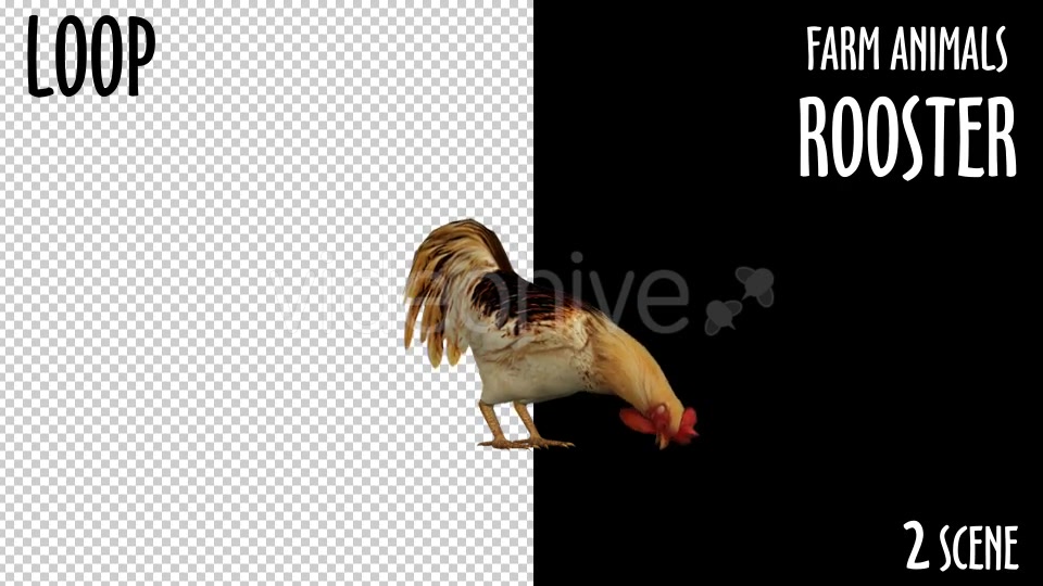 Farm Animals Rooster 2 Scene Videohive 18297432 Motion Graphics Image 4