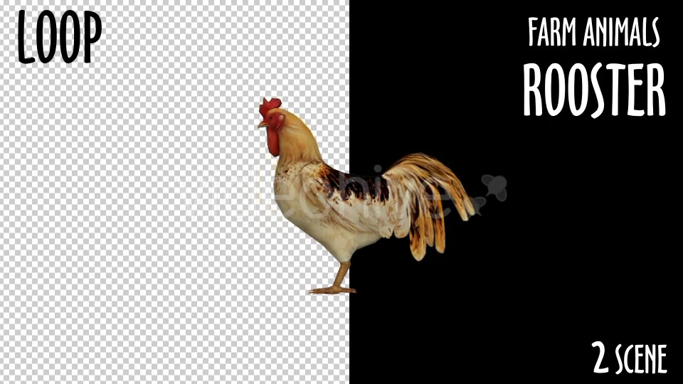 Farm Animals Rooster 2 Scene Videohive 18297432 Motion Graphics Image 5