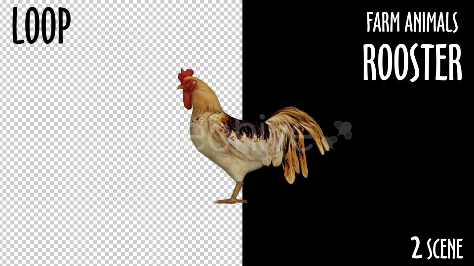 Farm Animals Rooster 2 Scene Videohive 18297432 Motion Graphics Image 6