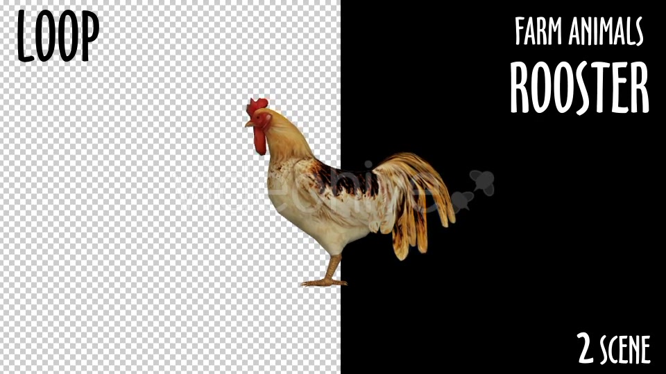 Farm Animals Rooster 2 Scene Videohive 18297432 Motion Graphics Image 7