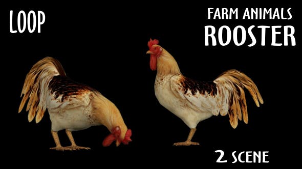 Farm Animals Rooster 2 Scene - Download Videohive 18297432
