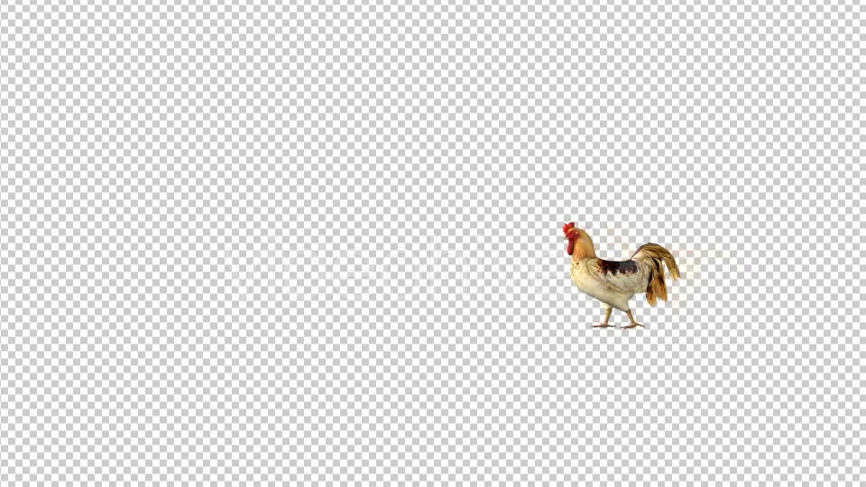 Farm Animals Rooster Walk Videohive 19599669 Motion Graphics Image 3