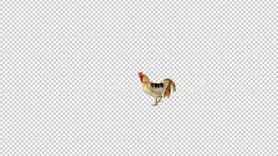 Farm Animals Rooster Walk Videohive 19599669 Motion Graphics Image 4