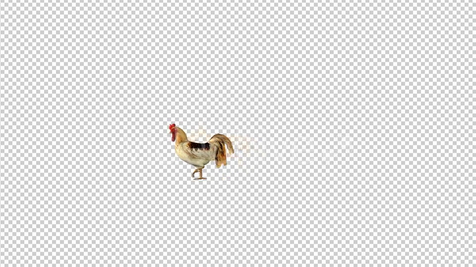 Farm Animals Rooster Walk Videohive 19599669 Motion Graphics Image 5