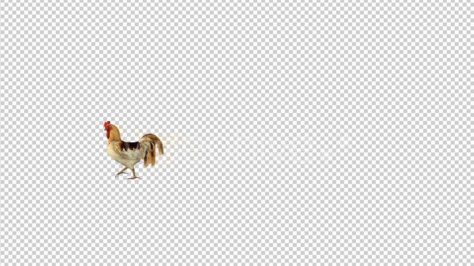 Farm Animals Rooster Walk Videohive 19599669 Motion Graphics Image 6