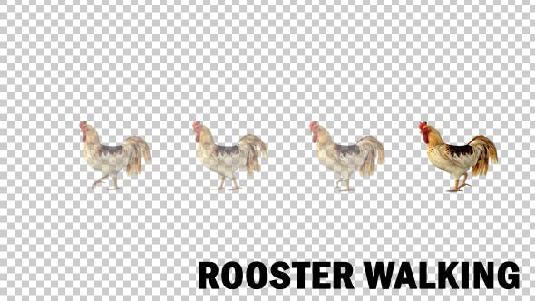 Farm Animals Rooster Walk - 19599669 Download Videohive