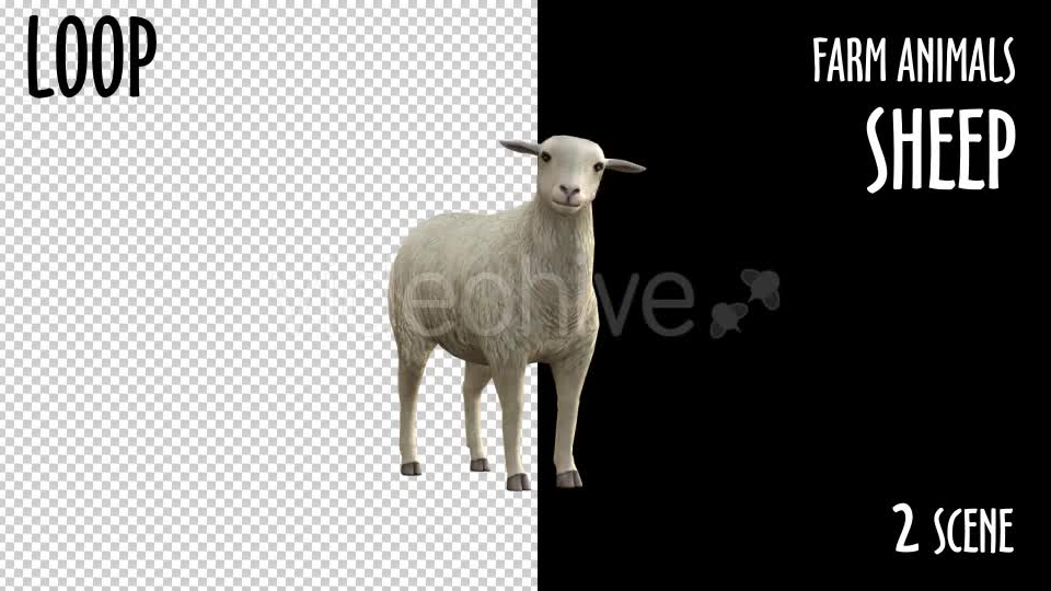 Farm Animals Sheep 2 Scene Videohive 18297709 Motion Graphics Image 10