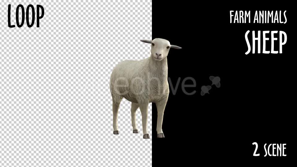 Farm Animals Sheep 2 Scene Videohive 18297709 Motion Graphics Image 11